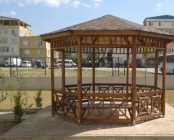 Papatya Kamelya